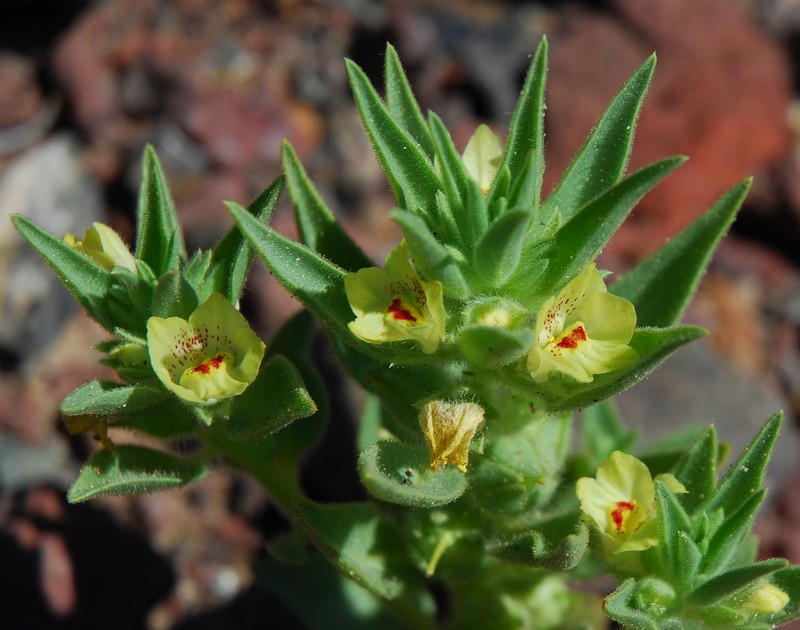 Golden Desert-Snapdragon photo 2