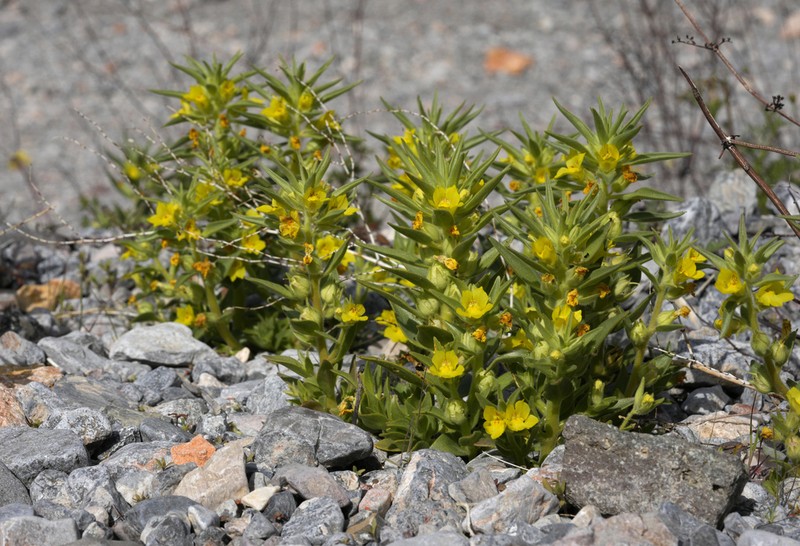 Golden Desert-Snapdragon photo 3