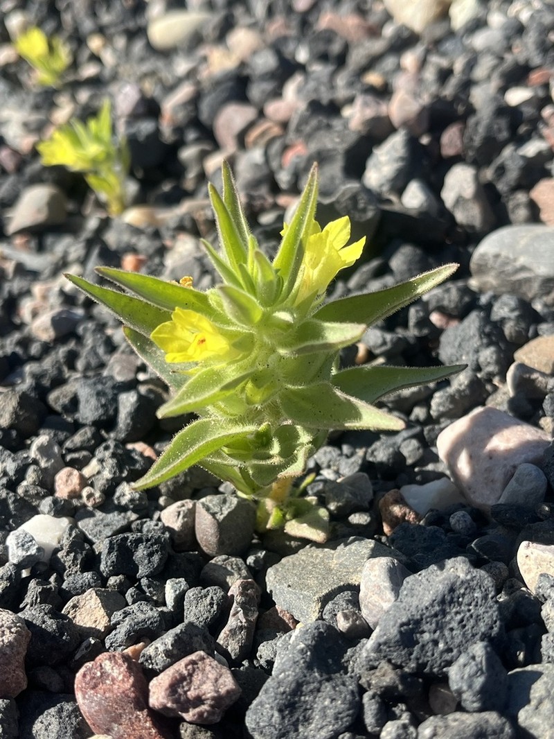Golden Desert-Snapdragon photo 4