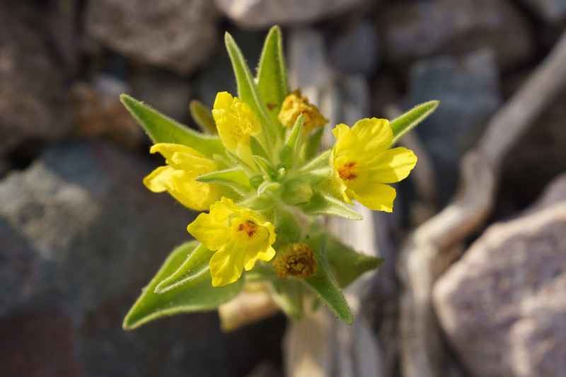Golden Desert-Snapdragon photo 5