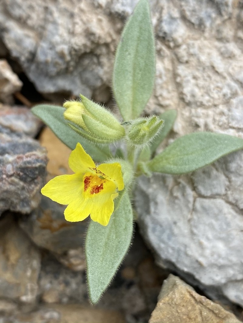 Golden Desert-Snapdragon photo 6