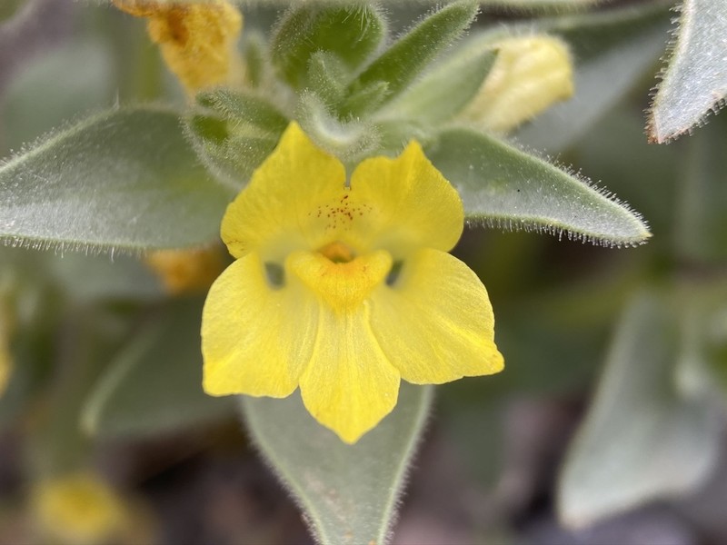 Golden Desert-Snapdragon photo 7