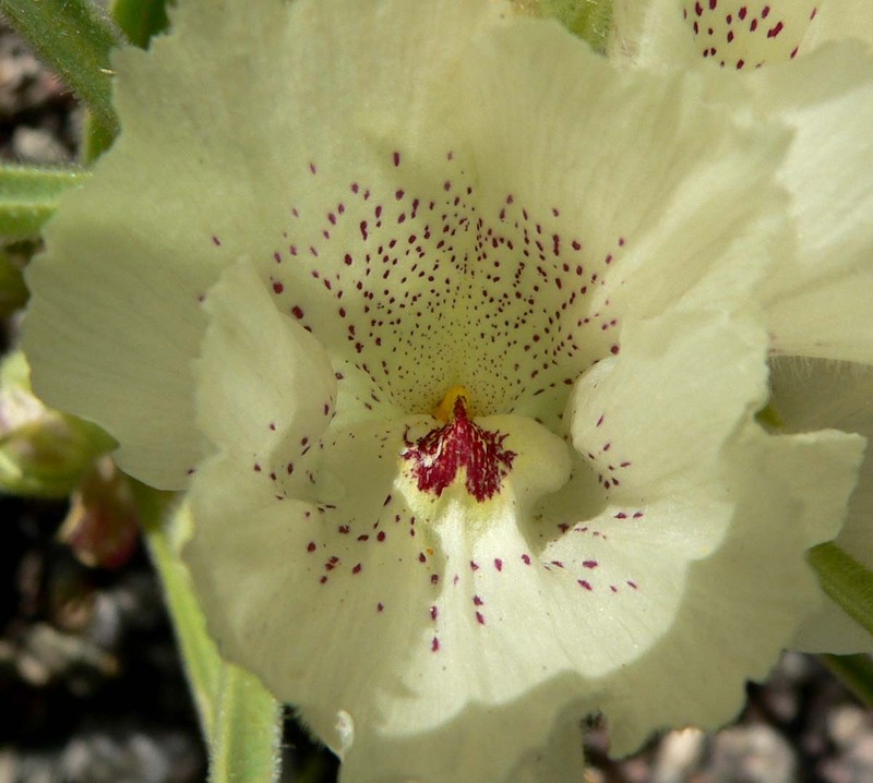 Ghost Flower photo 8