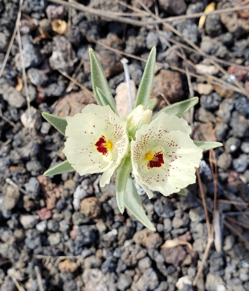 Ghost Flower photo 3