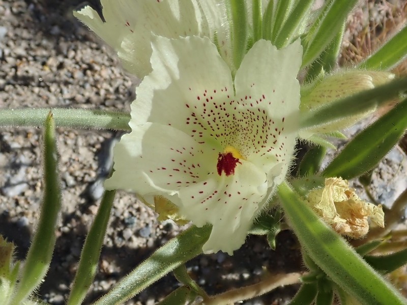 Ghost Flower photo 4