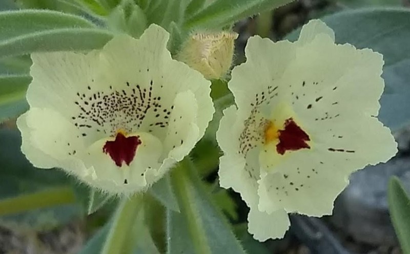 Ghost Flower photo 6