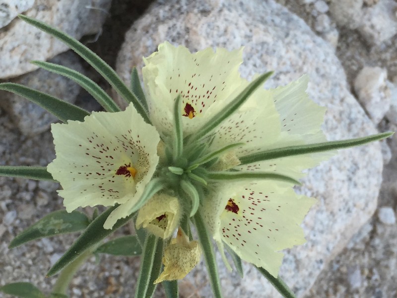 Ghost Flower photo 7