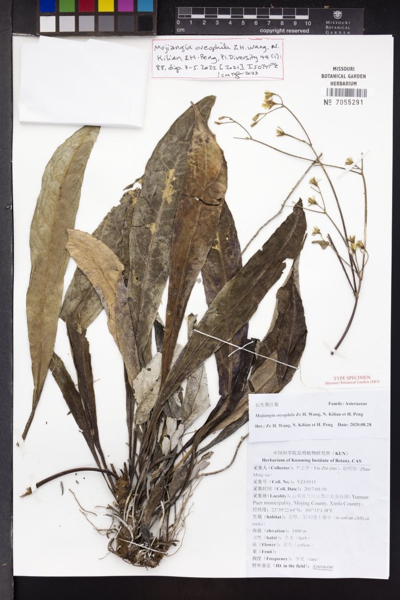 Mojiangia oreophila