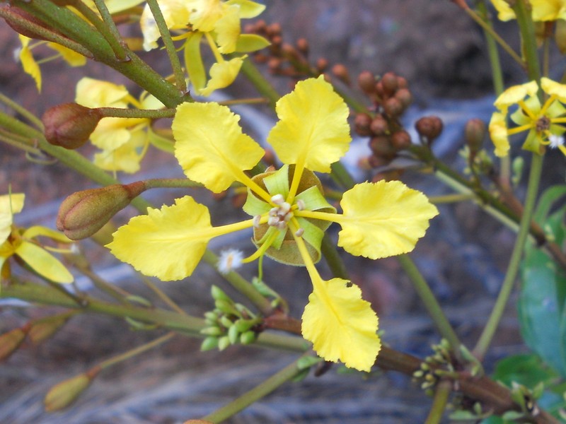 Moldenhawera blanchetiana