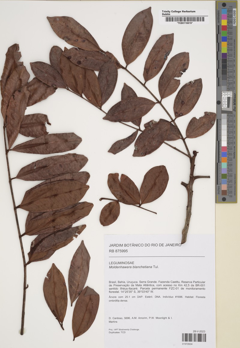 Moldenhawera blanchetiana photo 3