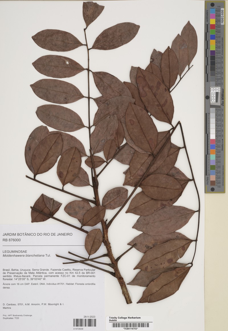 Moldenhawera blanchetiana photo 4