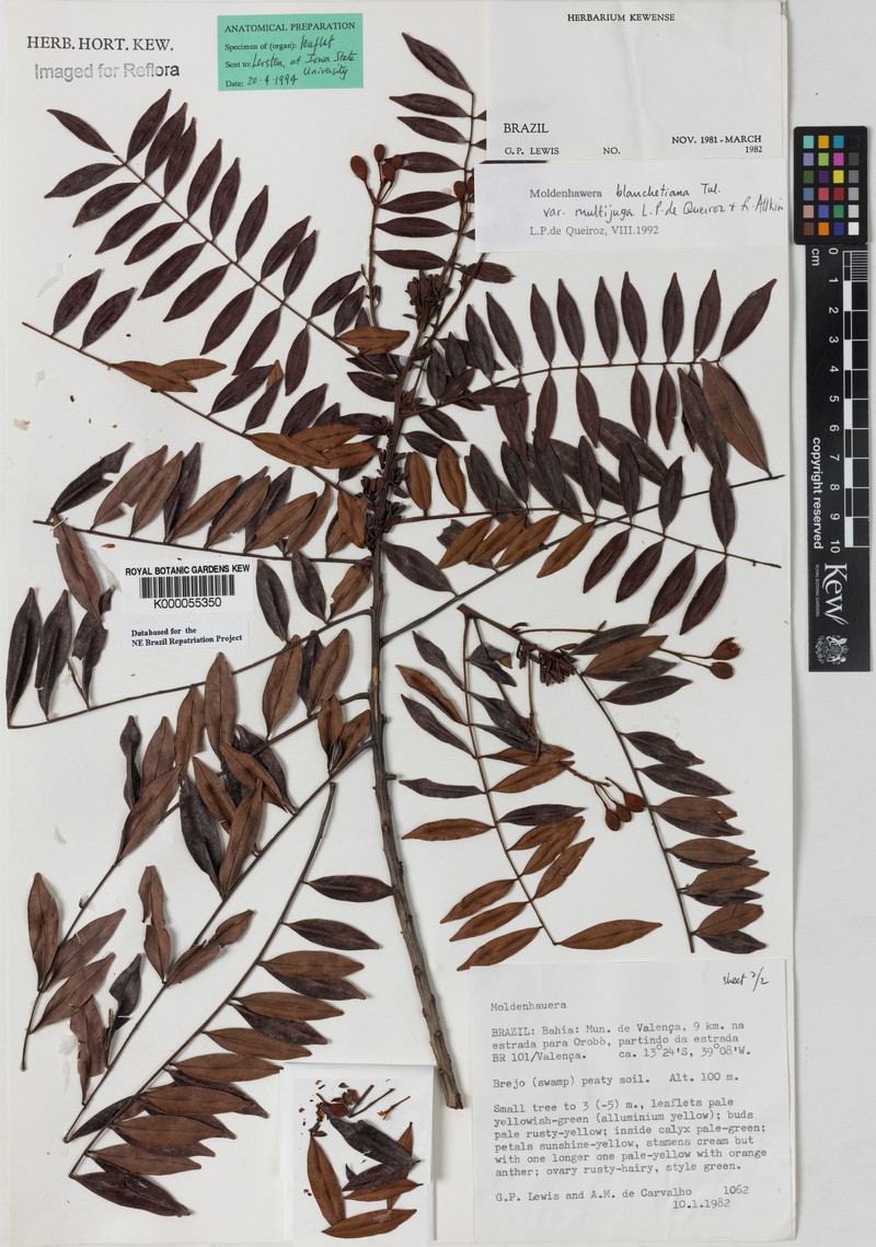 Moldenhawera blanchetiana var. multijuga