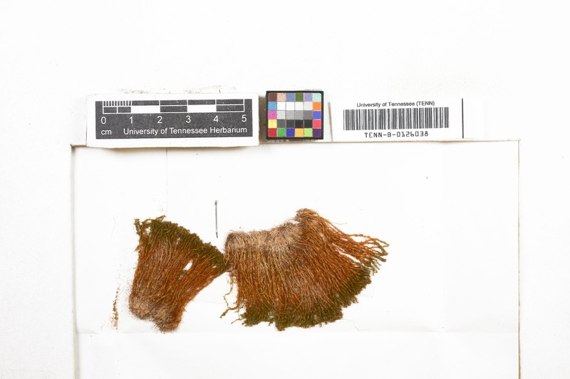 Hornschuch's Molendoa Moss