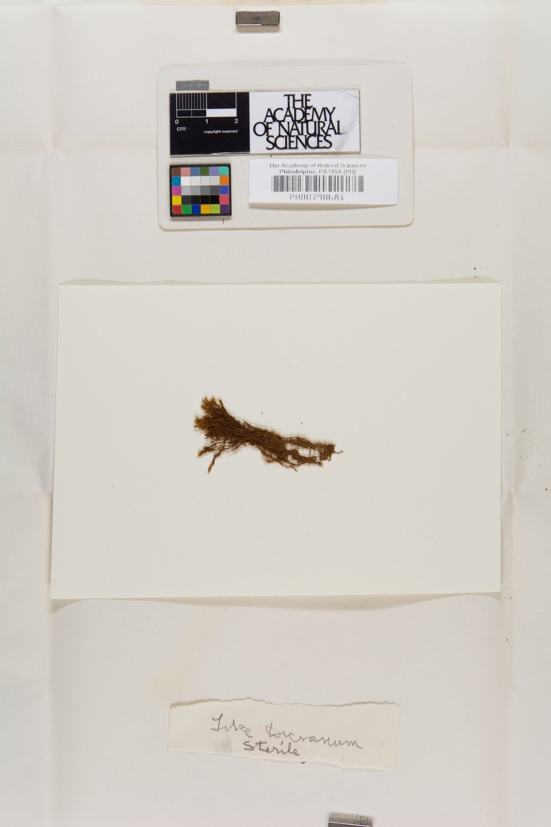 Hornschuch's Molendoa Moss photo 3