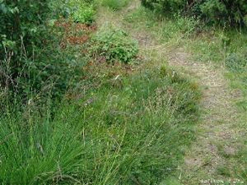 Purple Moorgrass photo 2