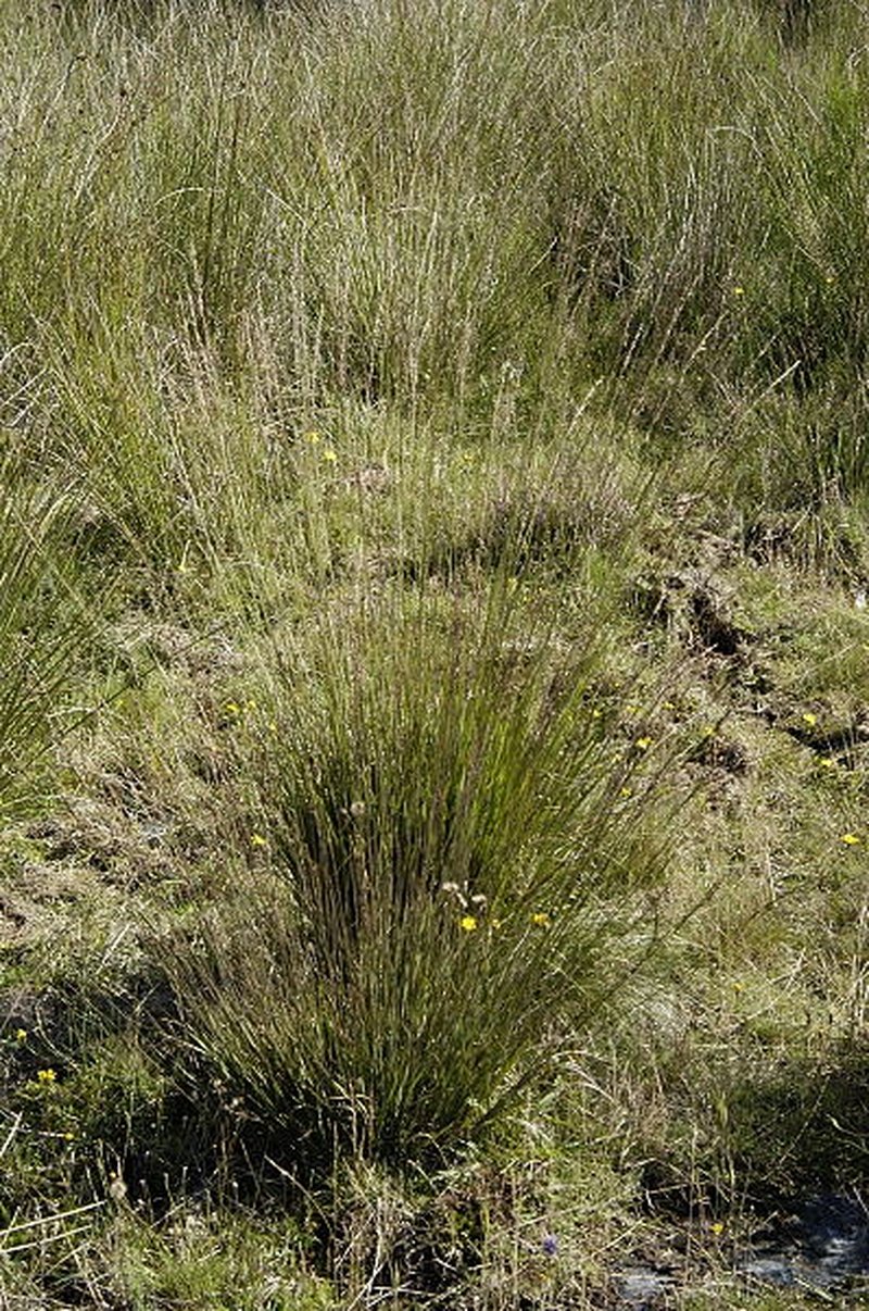 Purple Moorgrass photo 3
