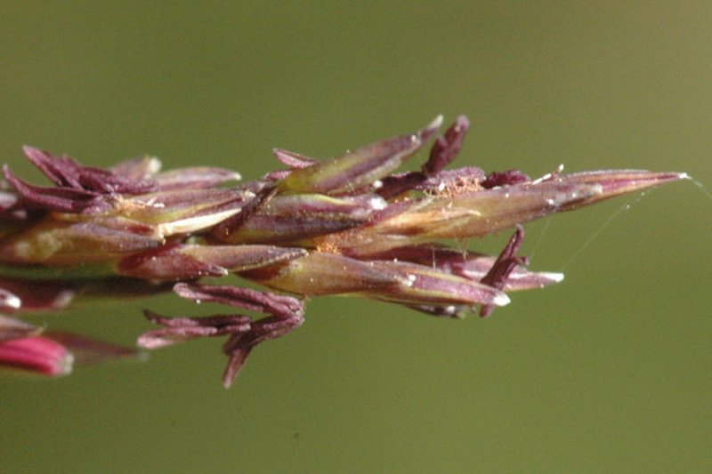Purple Moorgrass photo 4