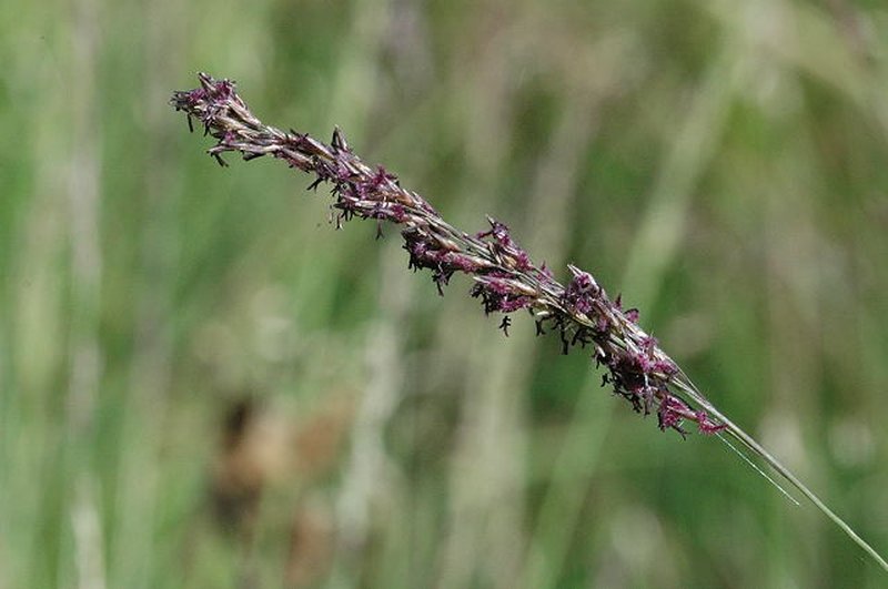 Purple Moorgrass photo 5