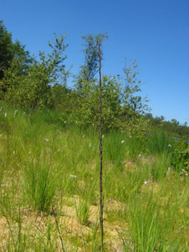 Purple Moorgrass photo 6