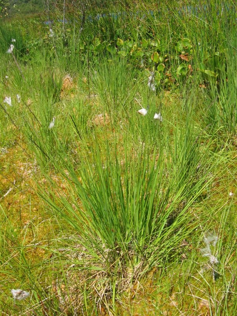 Purple Moorgrass photo 7