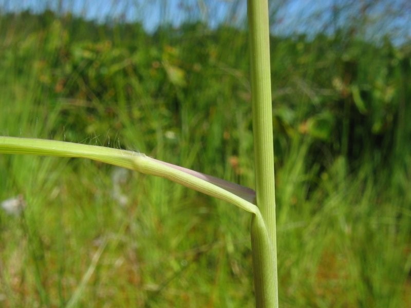 Purple Moorgrass photo 8
