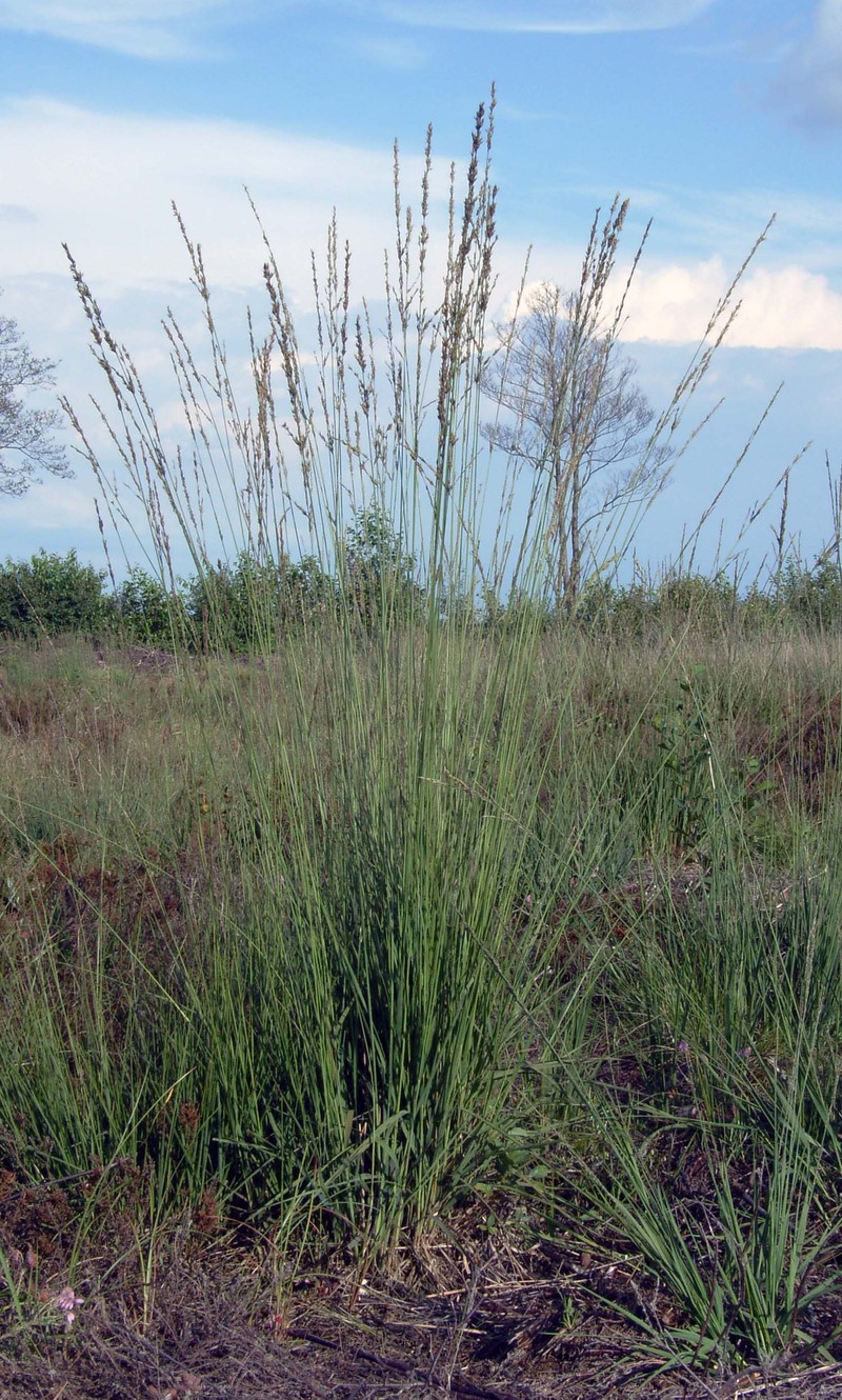 Purple Moorgrass