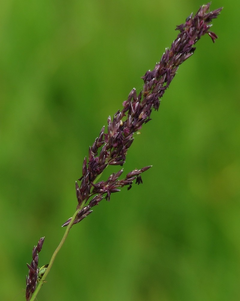 Molinia caerulea subsp. caerulea