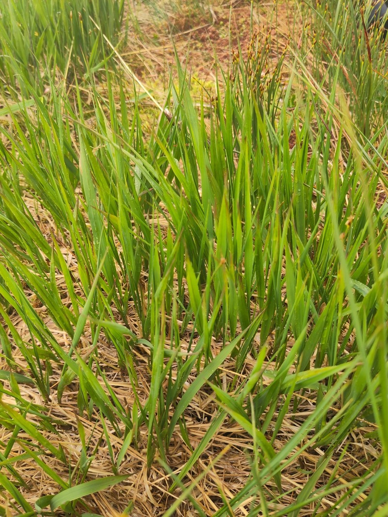 Molinia caerulea subsp. caerulea photo 2