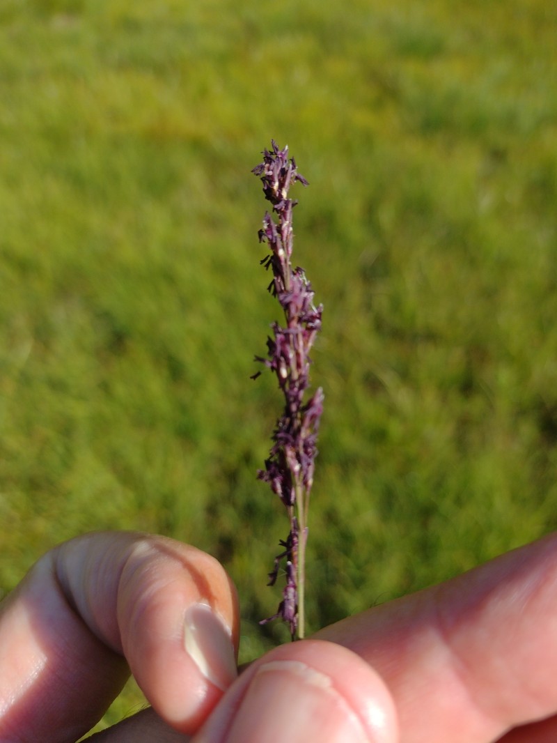 Molinia caerulea subsp. caerulea photo 3