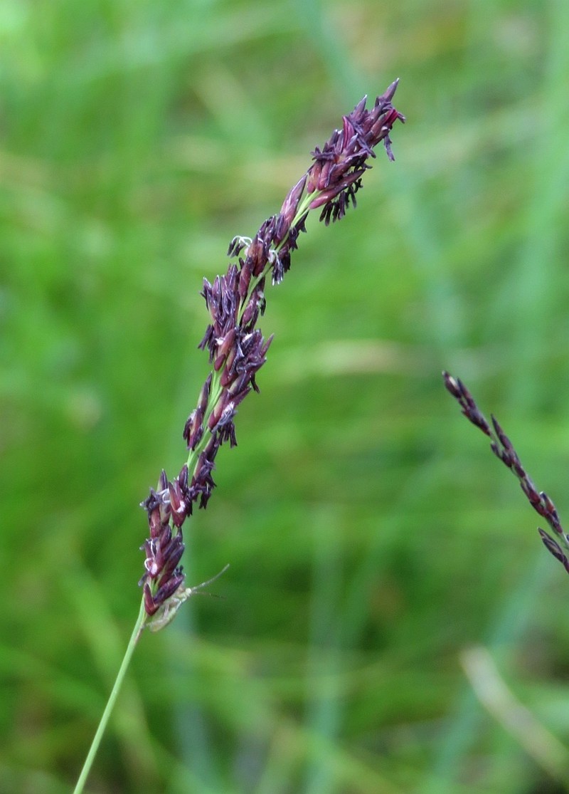 Molinia caerulea subsp. caerulea photo 4