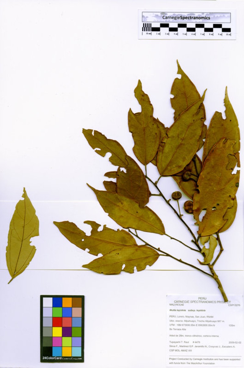 Mollia lepidota subsp. lepidota
