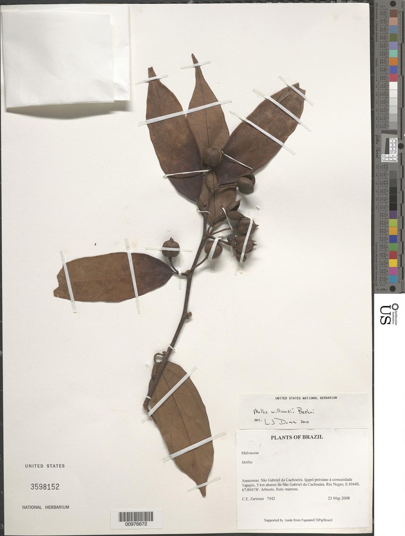 Mollia lepidota subsp. lepidota photo 2