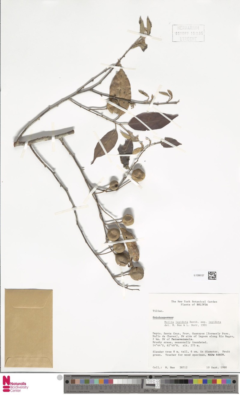 Mollia lepidota subsp. lepidota photo 3