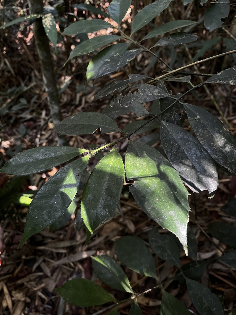 Mollinedia dolichotricha