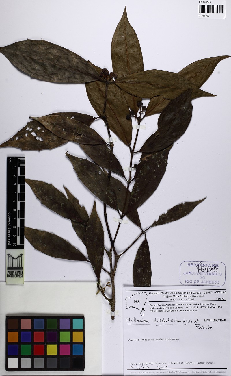 Mollinedia dolichotricha photo 2