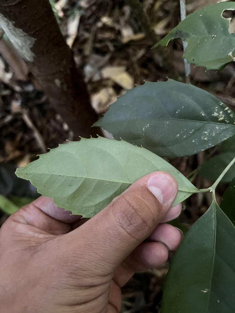 Mollinedia pignalii photo 2