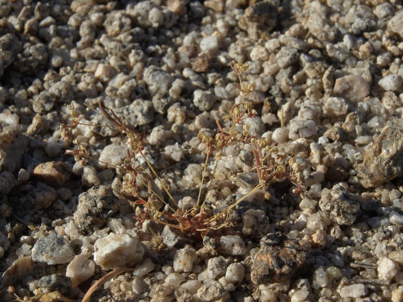 Threadstem Carpetweed photo 2