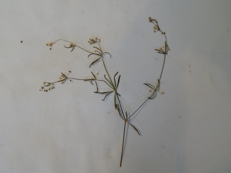 Threadstem Carpetweed photo 3