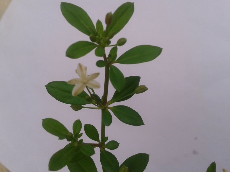 Threadstem Carpetweed photo 5