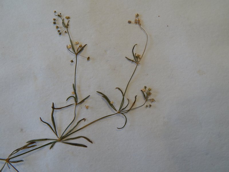 Threadstem Carpetweed photo 6