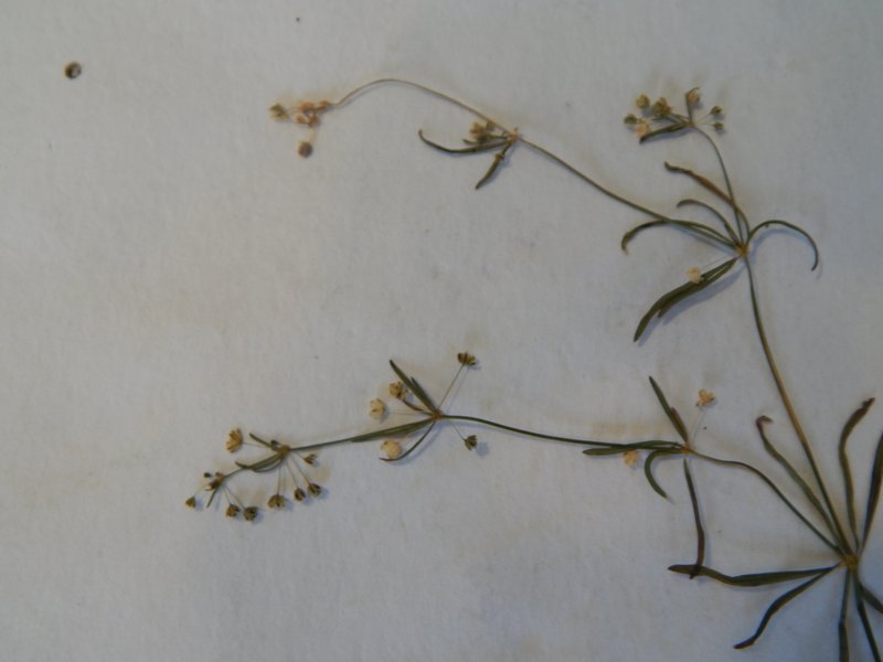 Threadstem Carpetweed photo 7