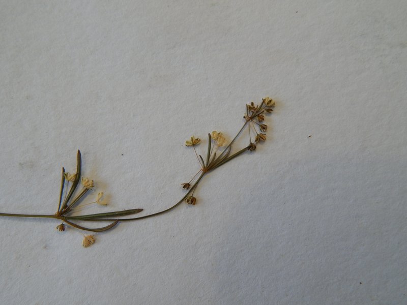 Threadstem Carpetweed photo 8