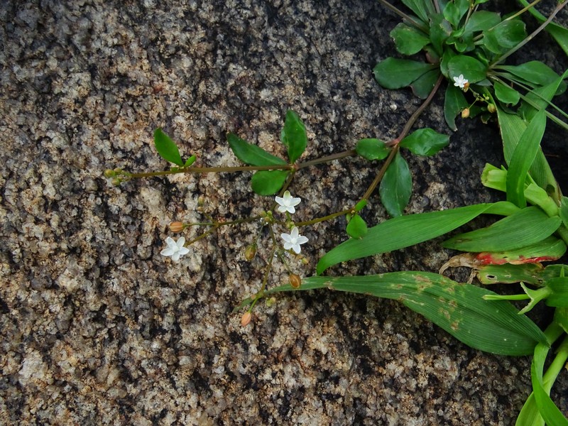 Nakedstem Carpetweed photo 5