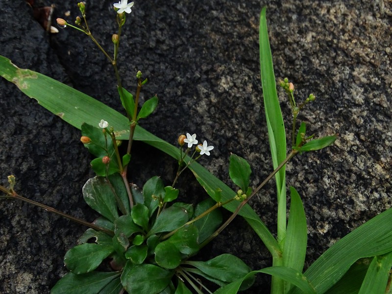 Nakedstem Carpetweed photo 6