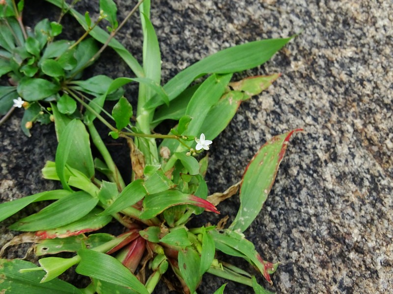 Nakedstem Carpetweed photo 7