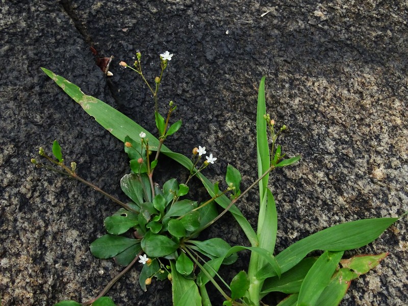 Nakedstem Carpetweed photo 2