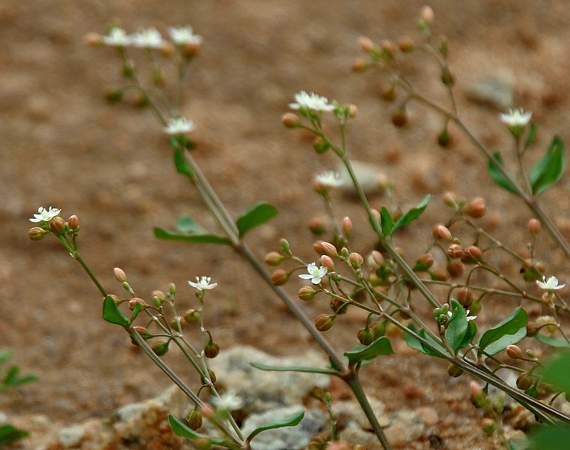 Nakedstem Carpetweed photo 3