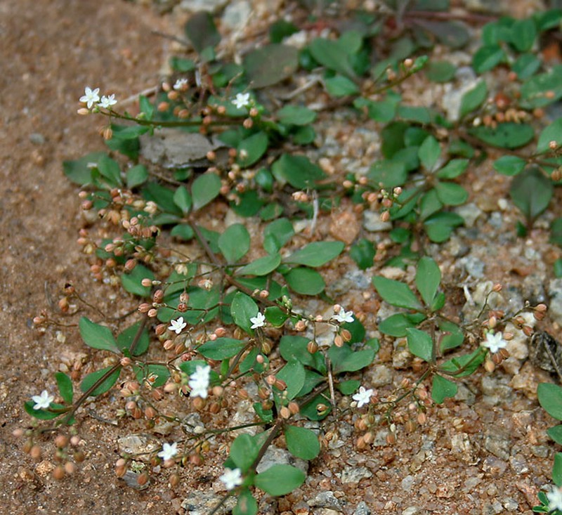 Nakedstem Carpetweed photo 4
