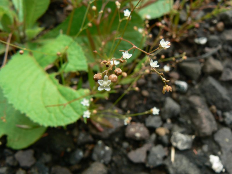 Mollugo photo 5