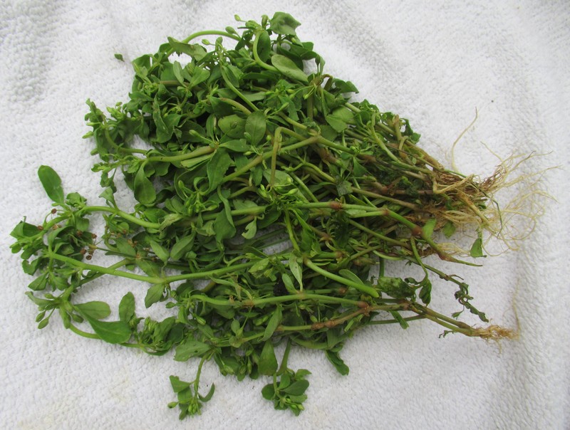 Green Carpetweed photo 5